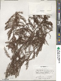 Taxodium distichum image