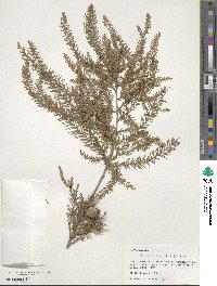 Taxodium distichum image