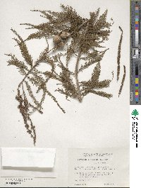 Taxodium distichum image