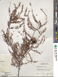 Taxodium distichum image