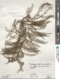 Taxodium distichum image