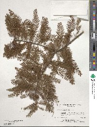 Taxodium distichum image