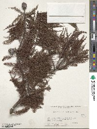 Taxodium distichum image