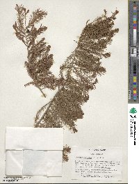 Taxodium distichum image