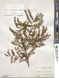 Taxodium distichum image