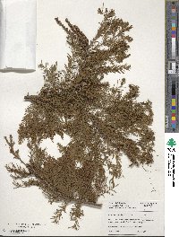 Taxodium distichum image