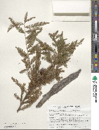 Taxodium distichum image