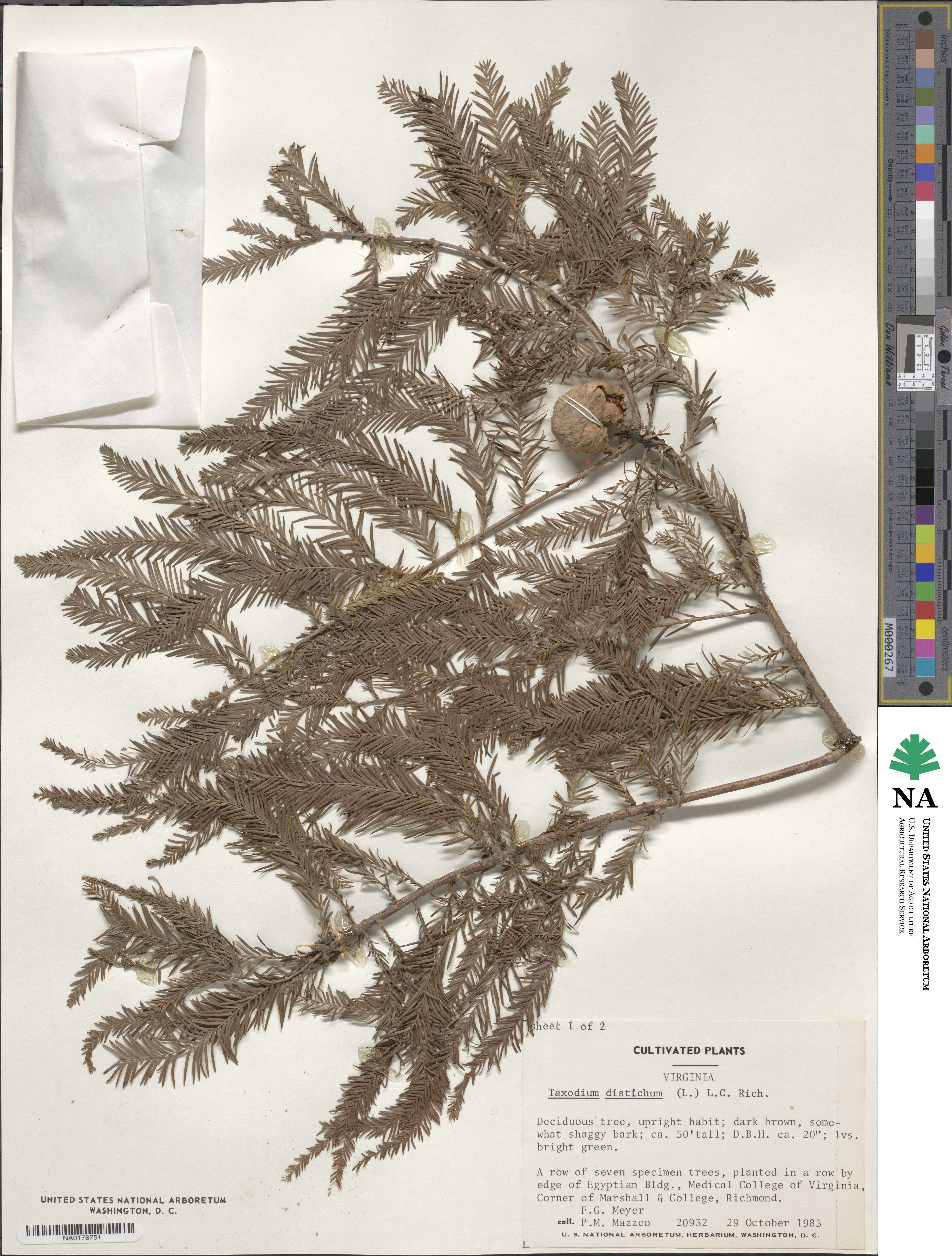 Taxodium distichum image