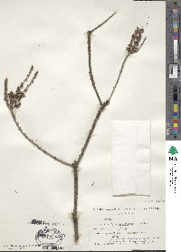 Taxodium distichum image