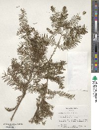 Taxodium distichum image