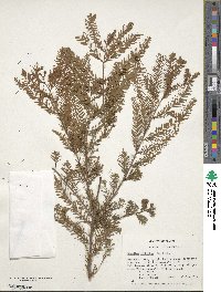 Taxodium distichum image