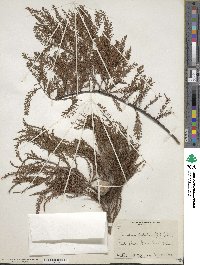 Taxodium distichum image