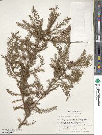 Taxodium distichum image