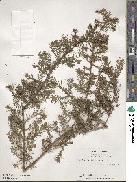 Taxodium distichum image