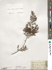 Taxodium distichum image