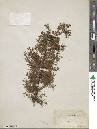 Taxodium distichum image