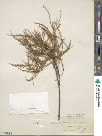 Taxodium distichum image