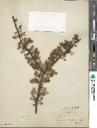 Taxodium distichum image