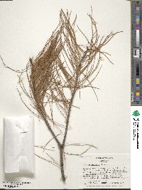 Taxodium distichum var. imbricarium image