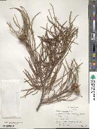 Taxodium distichum var. imbricarium image