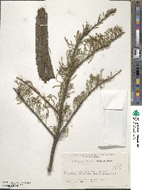 Taxodium distichum image