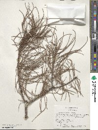 Taxodium distichum var. imbricarium image