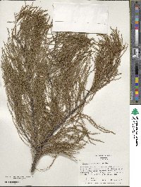 Taxodium distichum var. imbricarium image