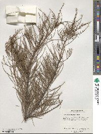 Taxodium distichum var. imbricarium image