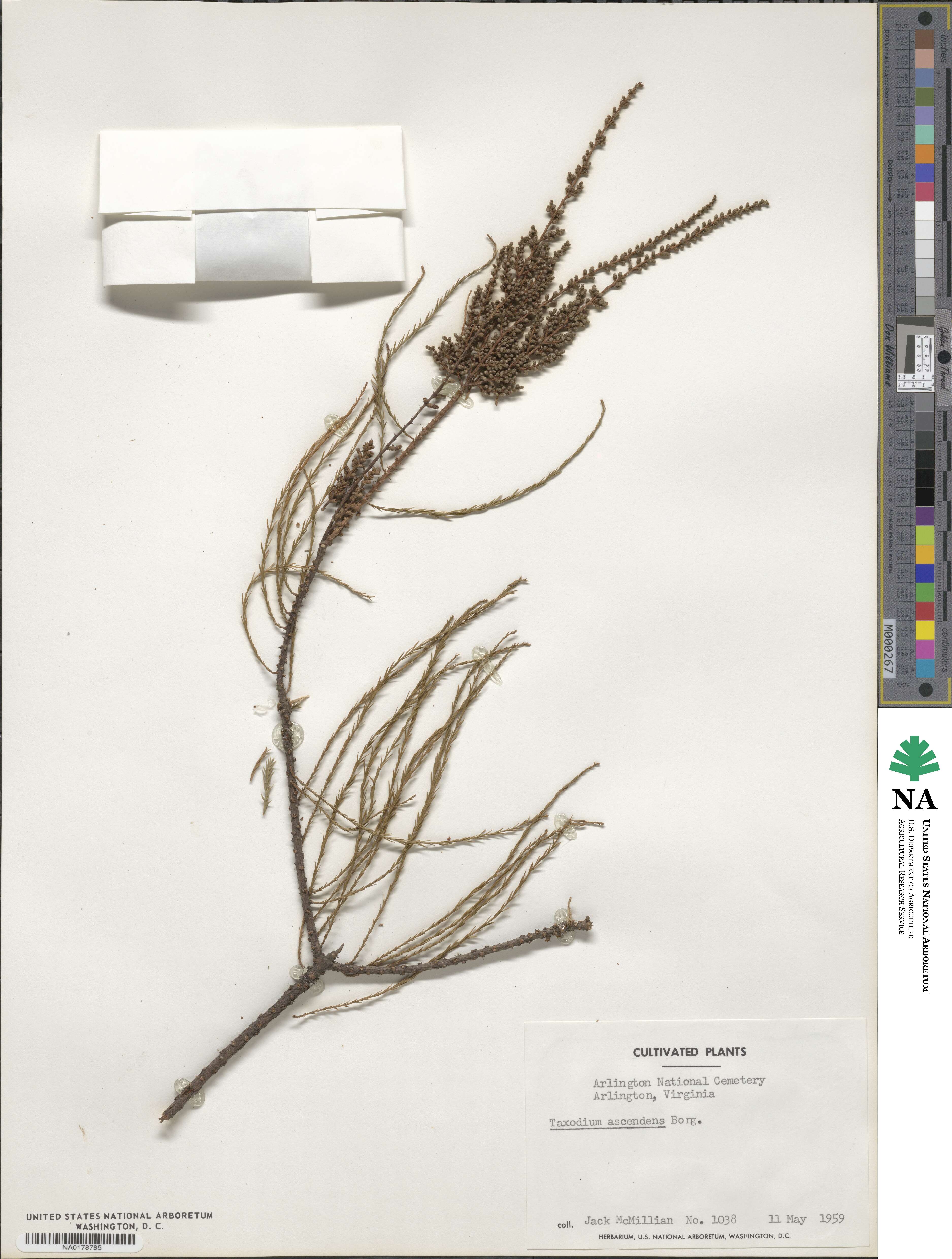 Taxodium distichum image