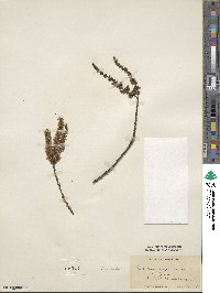 Taxodium distichum var. imbricarium image