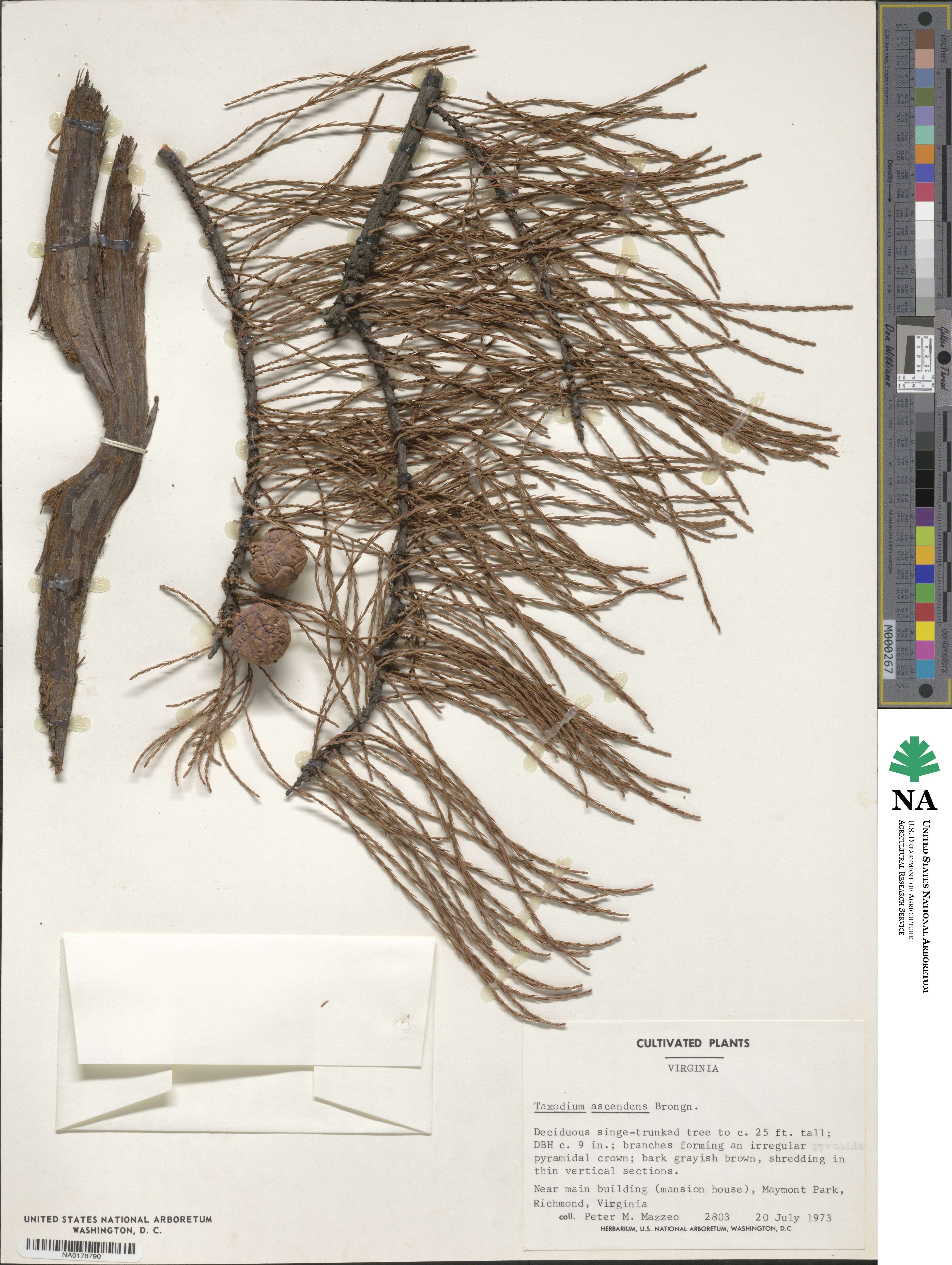 Taxodium distichum var. imbricarium image