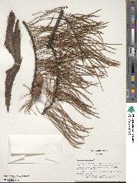 Taxodium distichum image