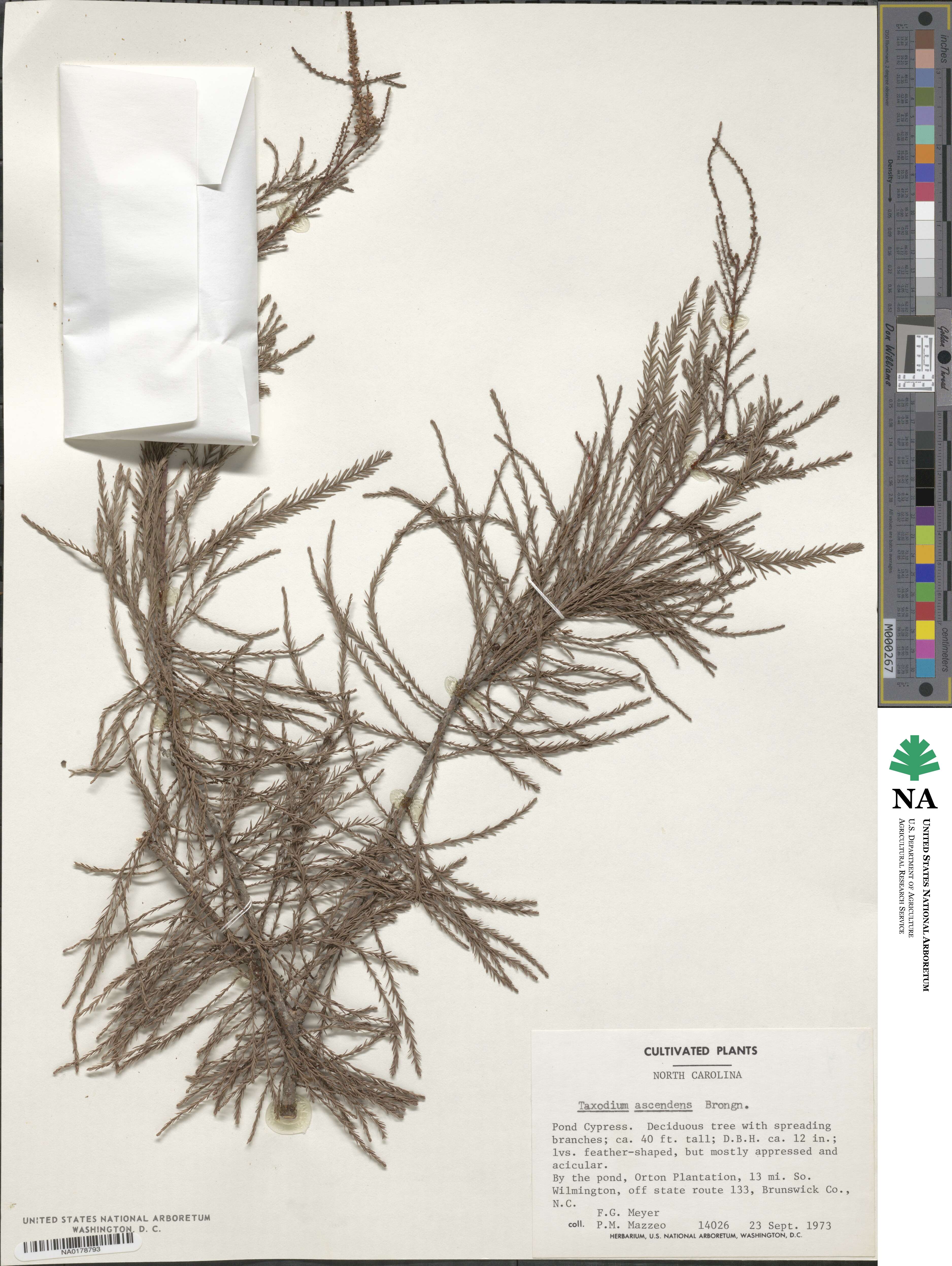 Taxodium distichum image