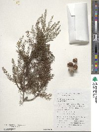 Taxodium mucronatum image