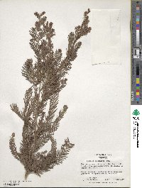 Taxodium mucronatum image