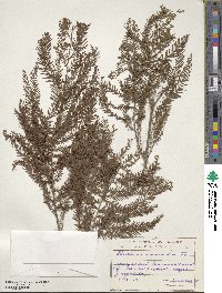 Taxodium mucronatum image