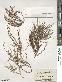 Taxodium mucronatum image