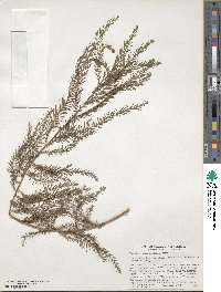 Taxodium mucronatum image