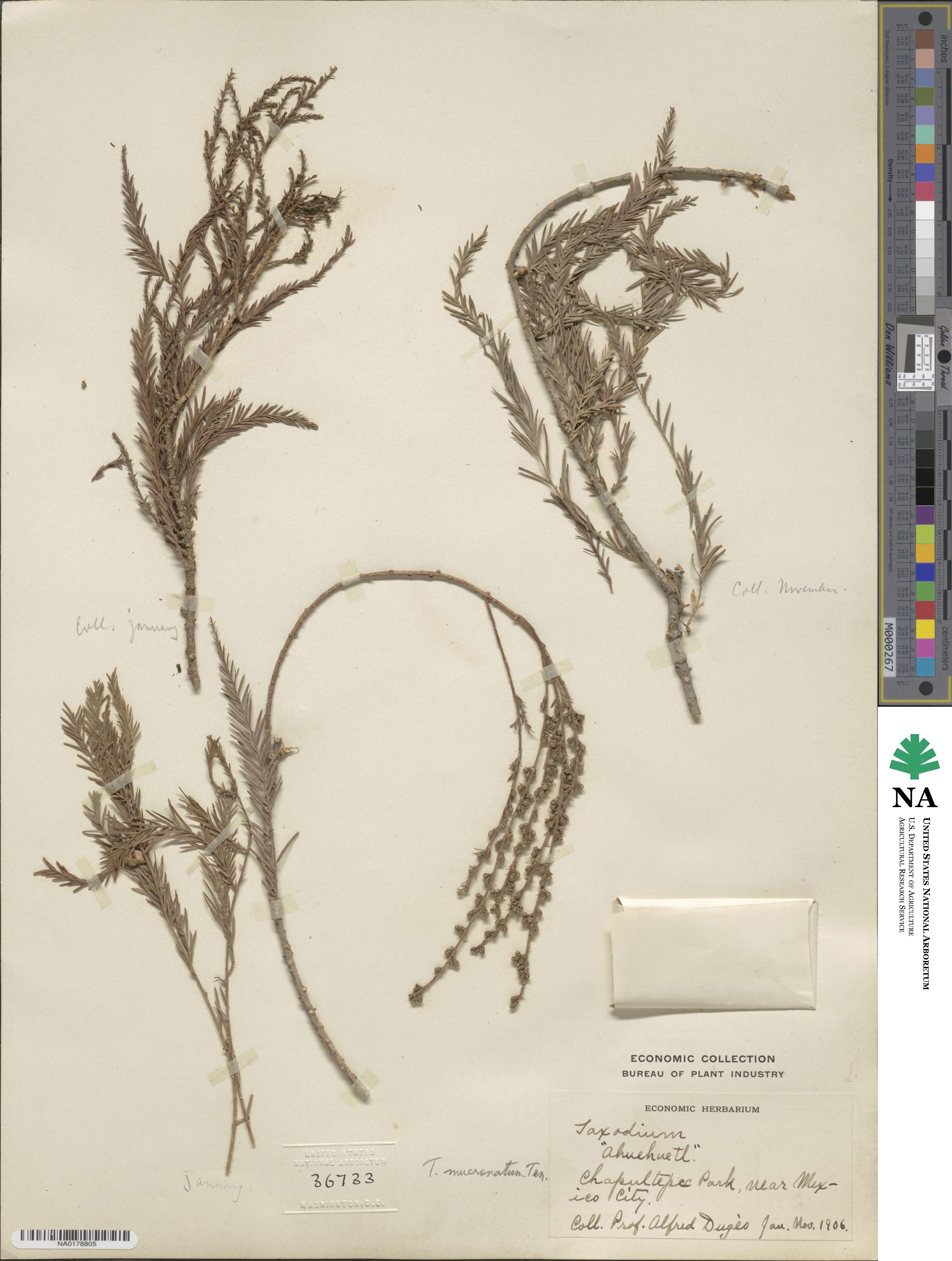 Taxodium mucronatum image