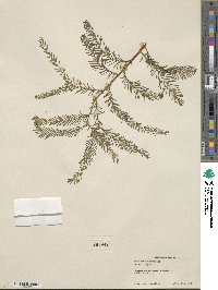 Taxodium mucronatum image