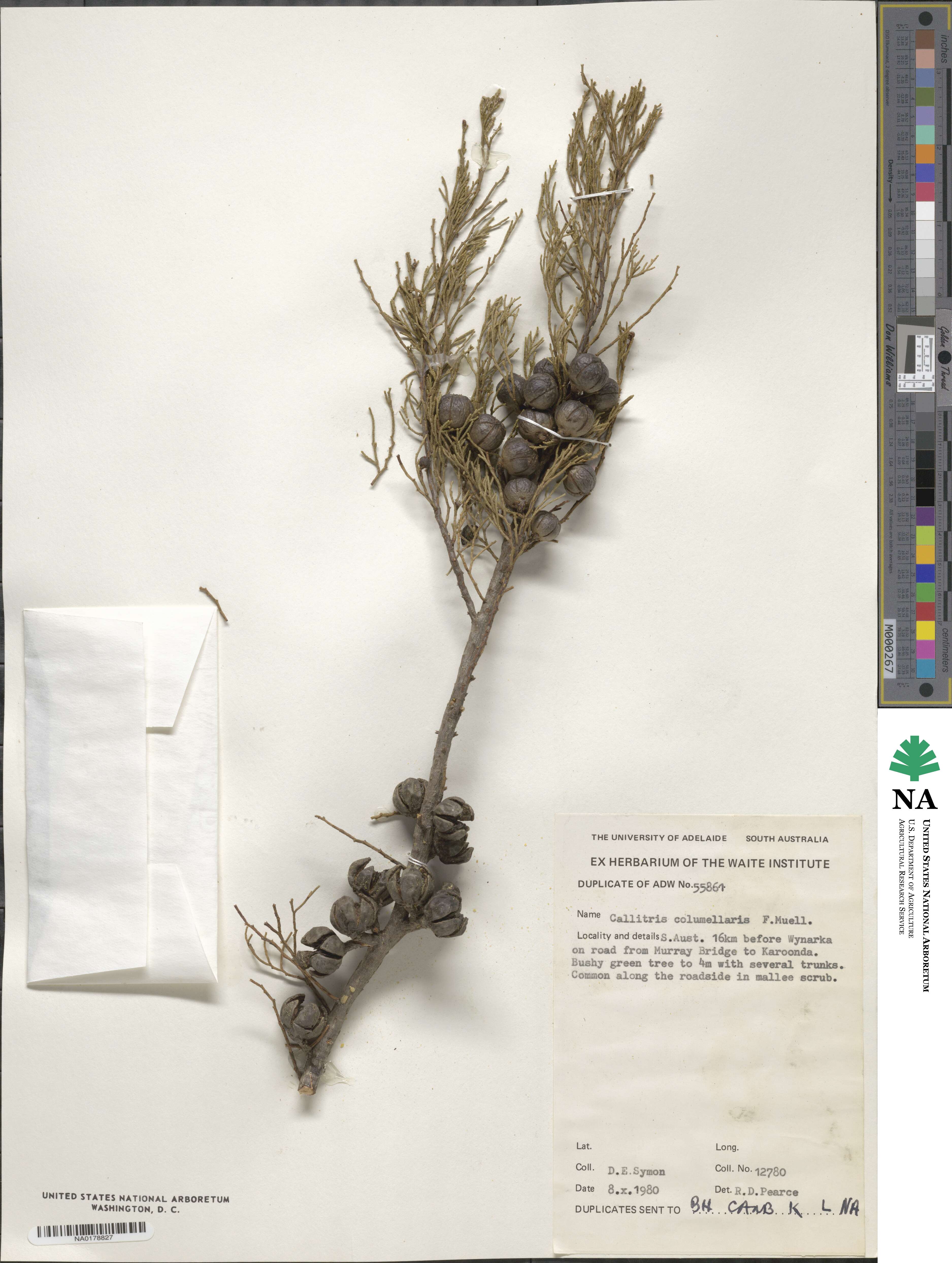 Callitris columellaris image