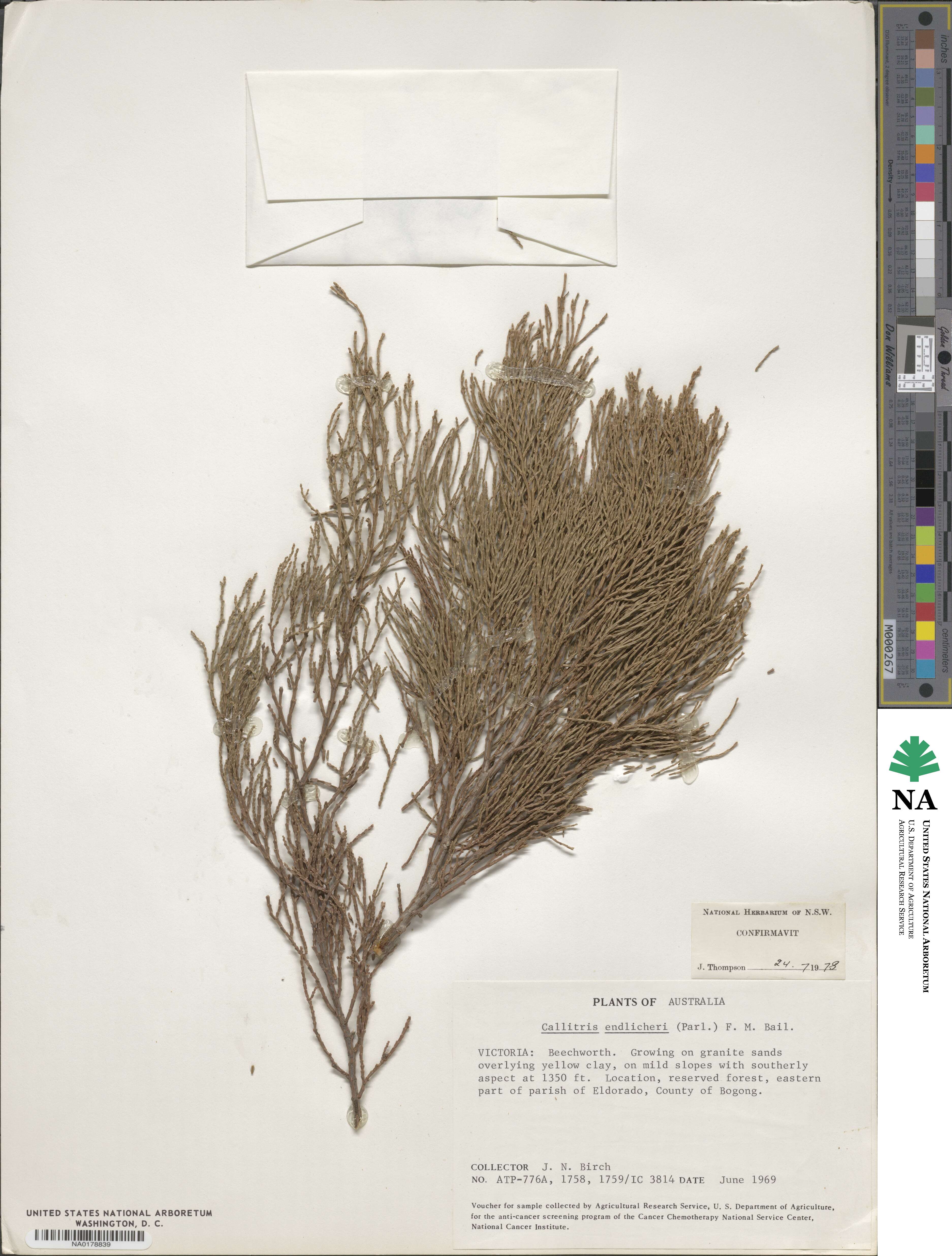 Callitris endlicheri image