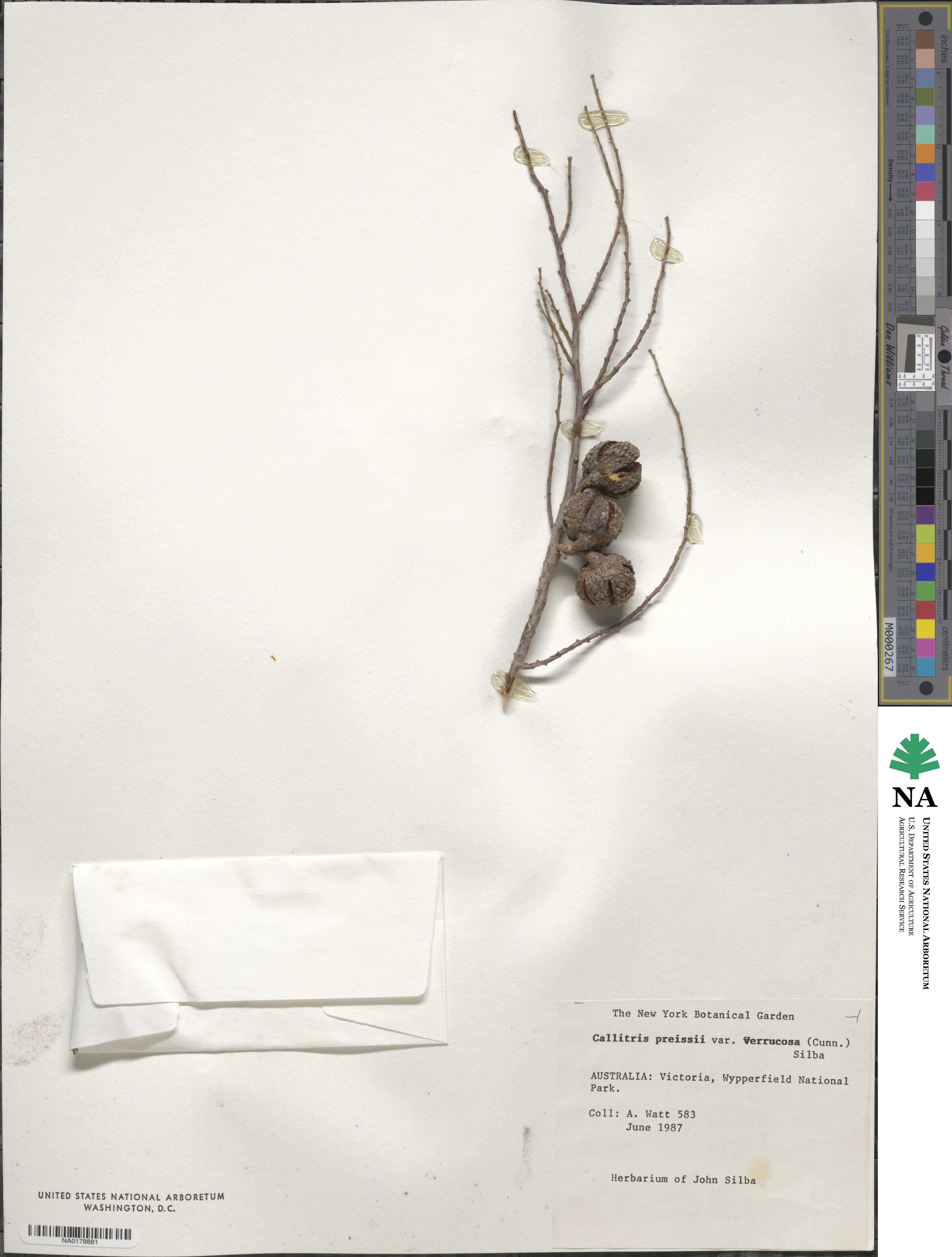 Callitris verrucosa image