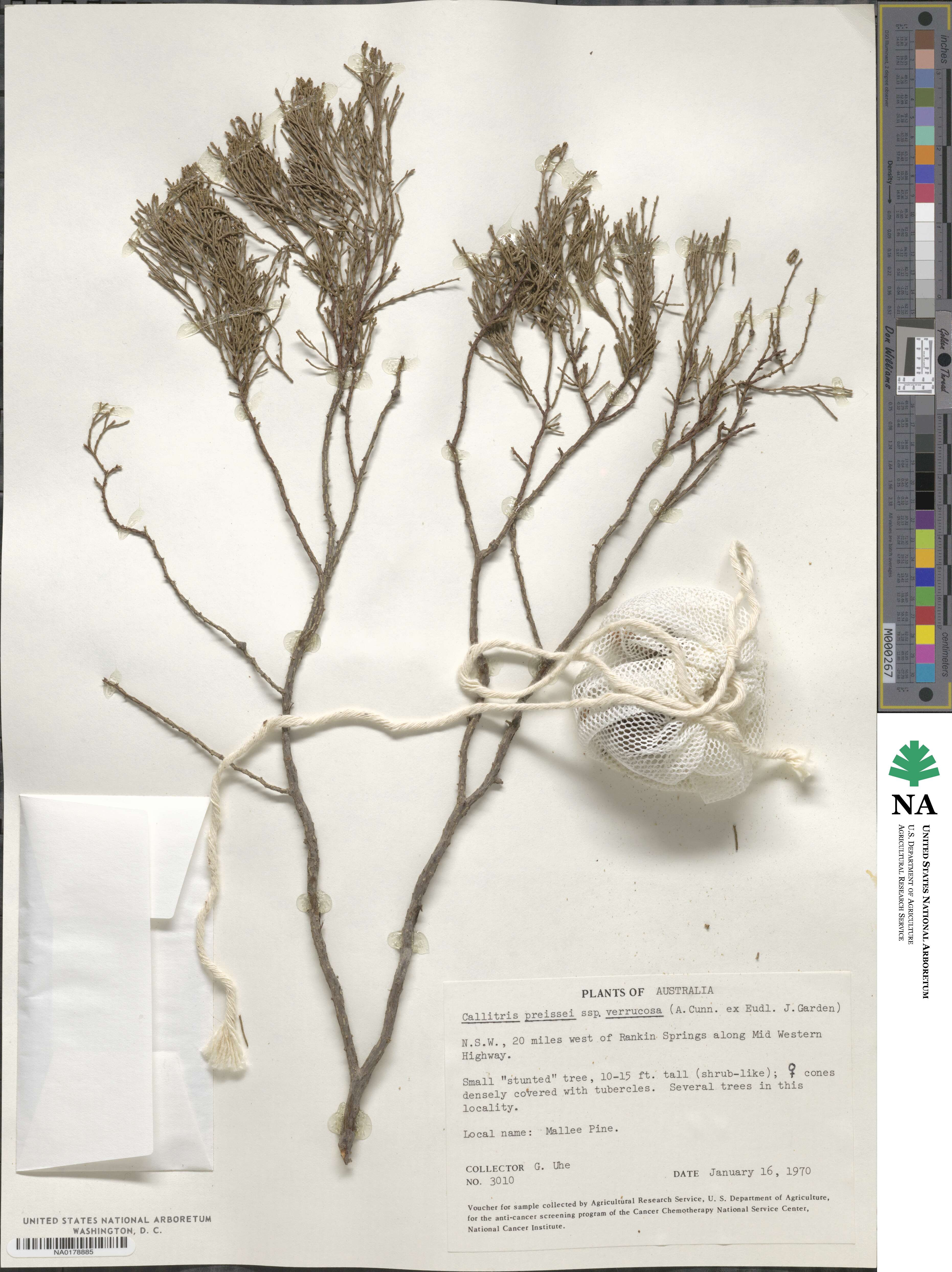 Callitris verrucosa image