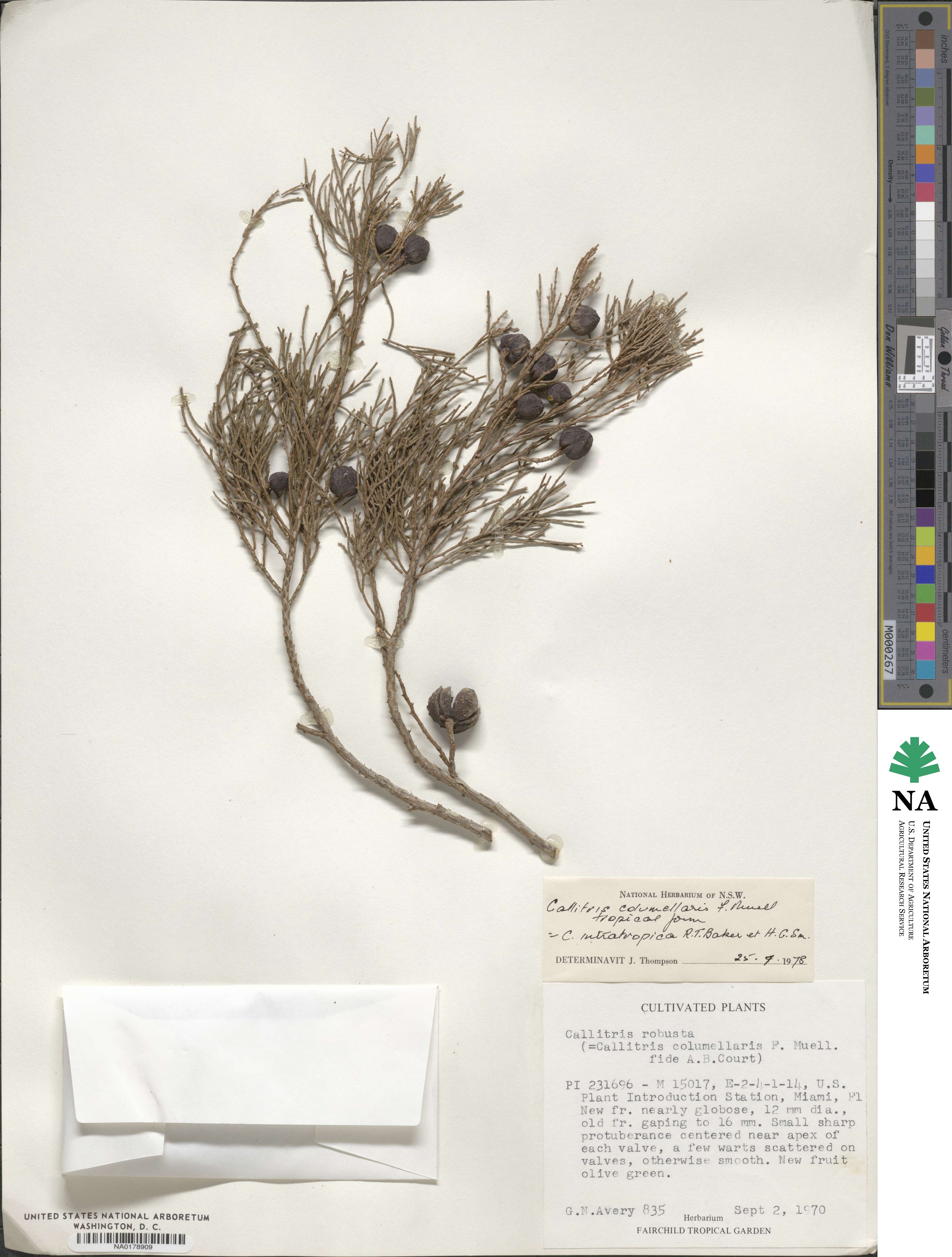 Callitris columellaris image