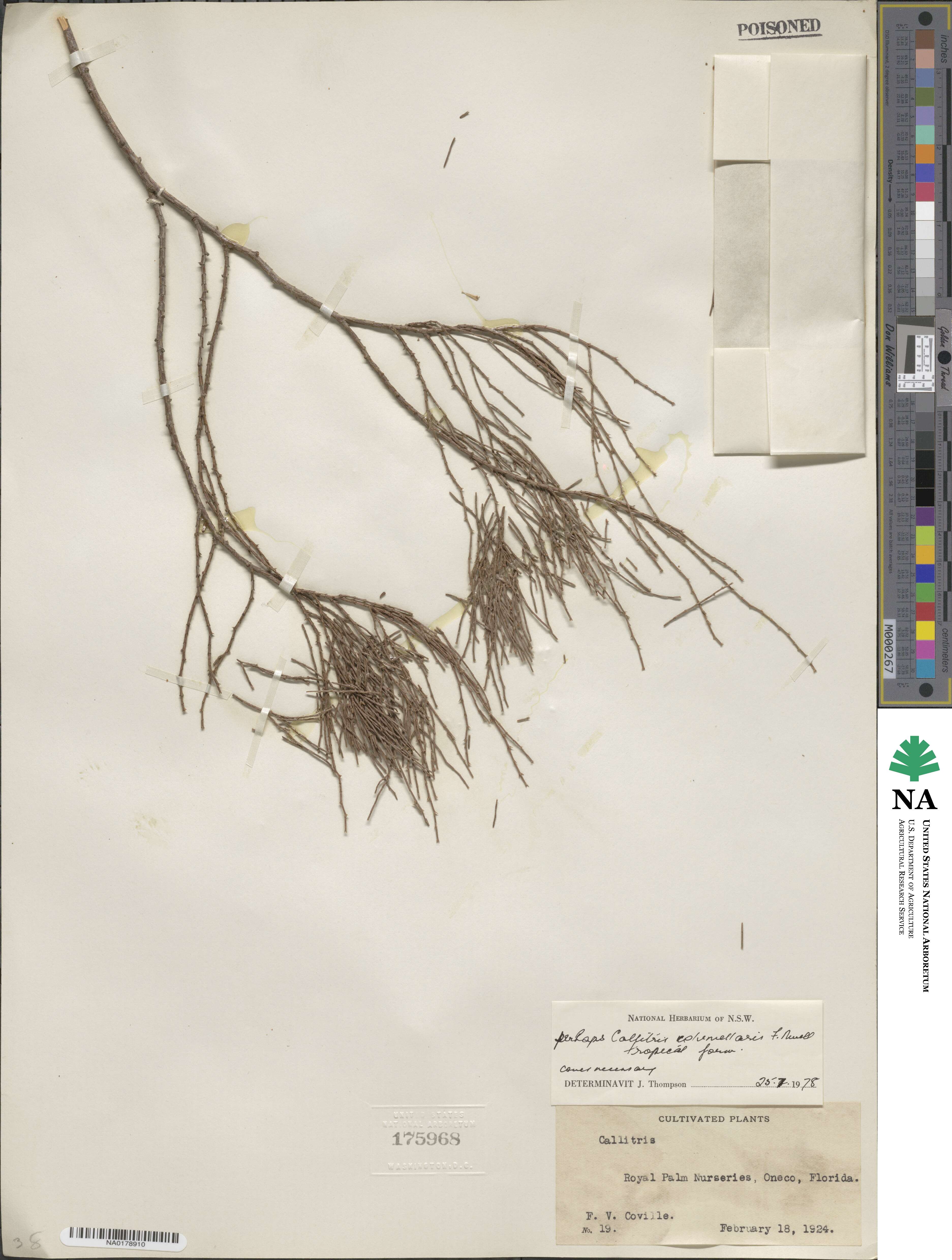 Callitris columellaris image