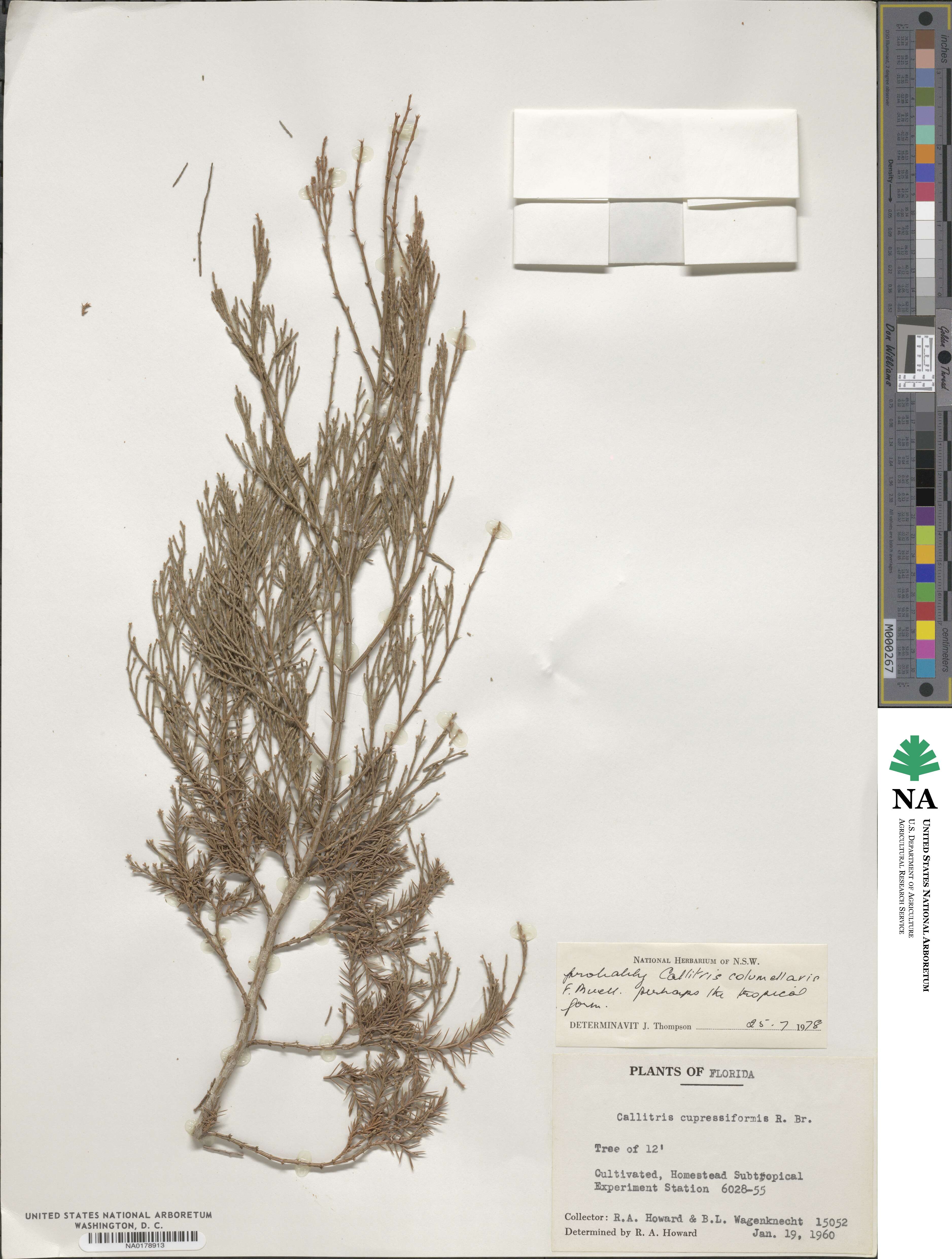 Callitris columellaris image