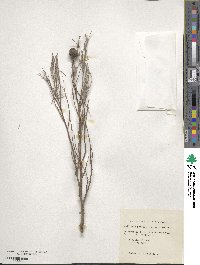 Callitris preissii subsp. preissii image