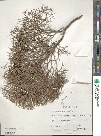 Tetraclinis articulata image