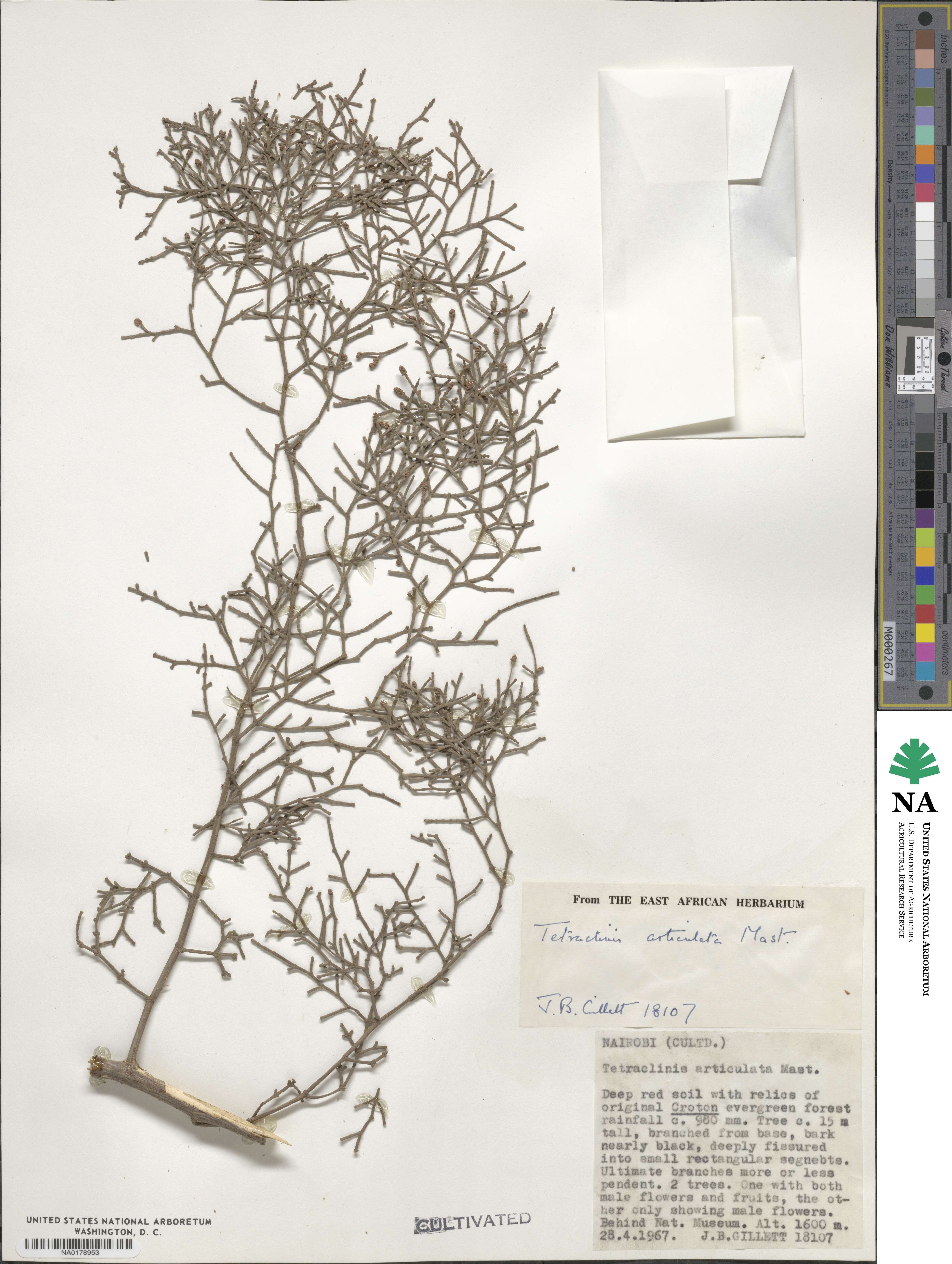 Tetraclinis articulata image